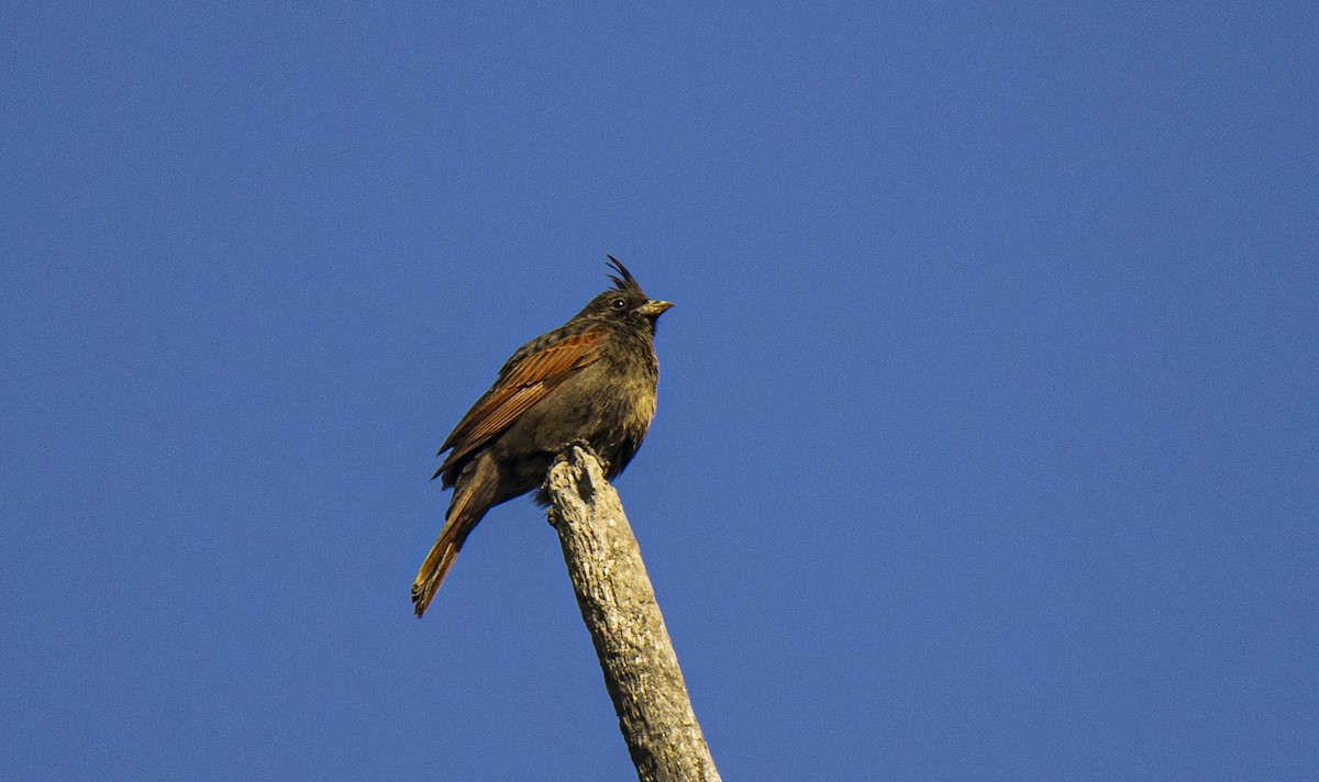 Crested Bunting - ML439322291