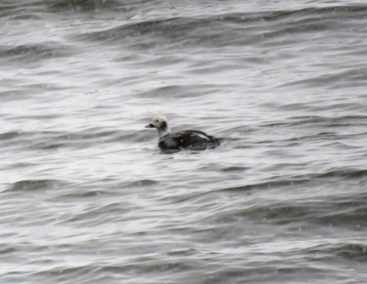 Long-tailed Duck - Stacy Robinson
