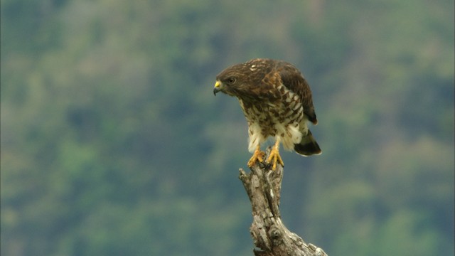 Broad-winged Hawk (Caribbean) - ML439333