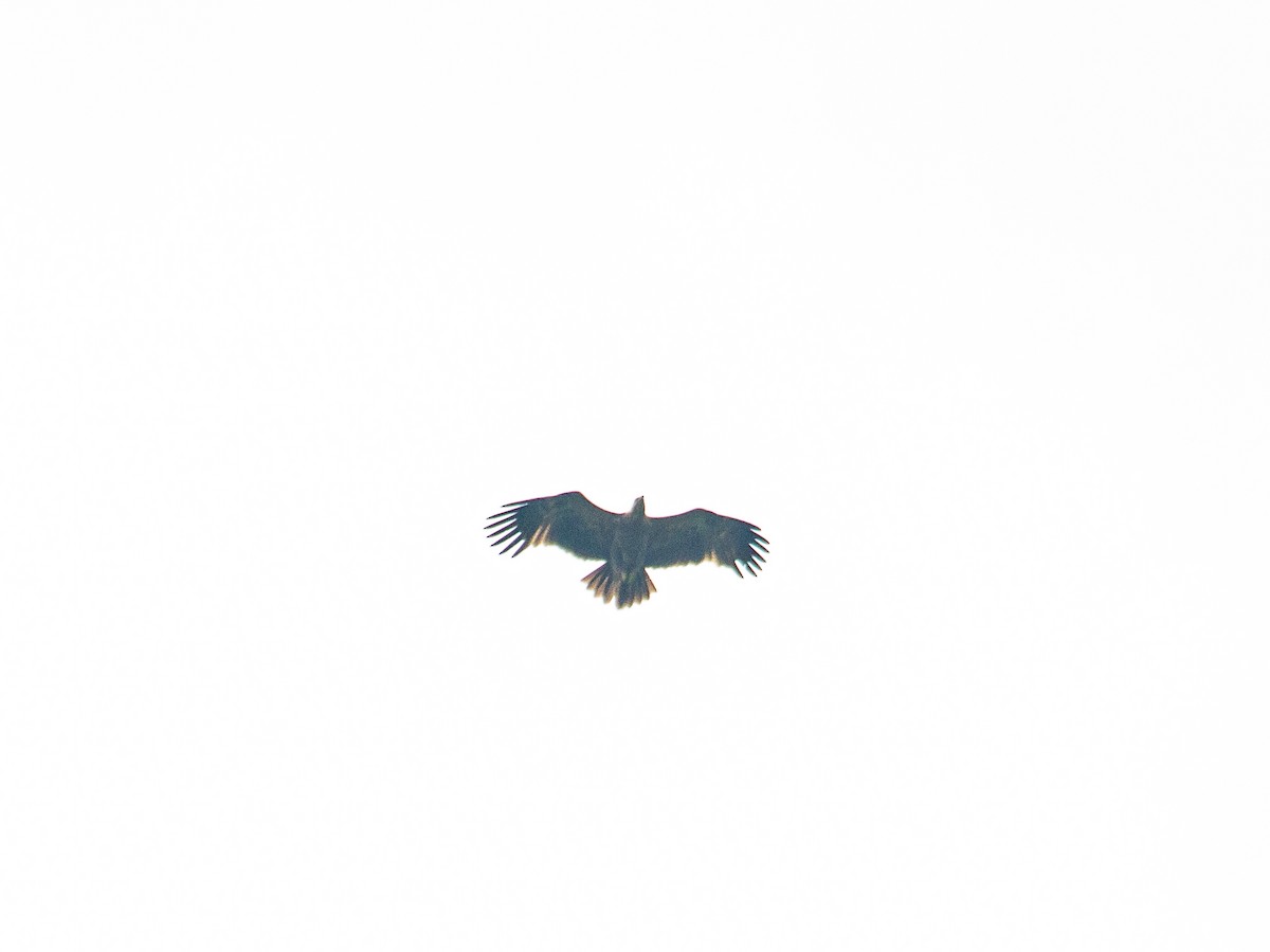 Tawny Eagle - Vikram S