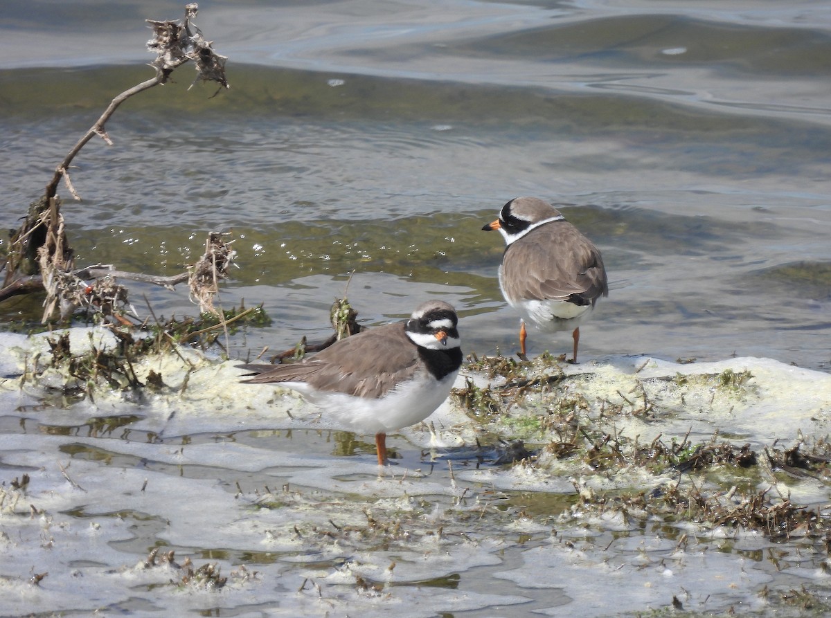 Common Ringed Plover - ML439336411