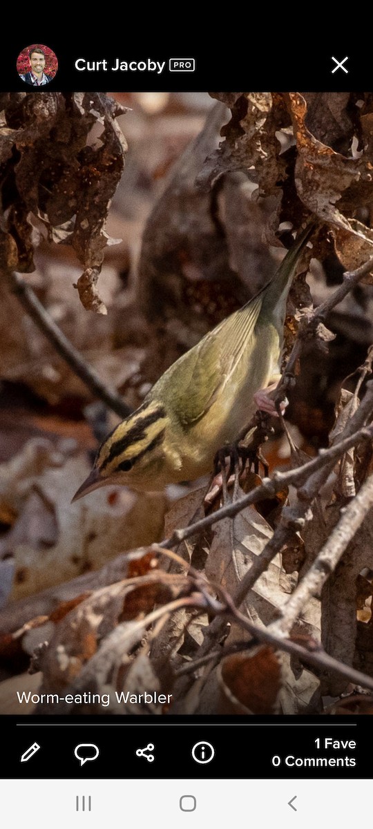 Worm-eating Warbler - Anonymous