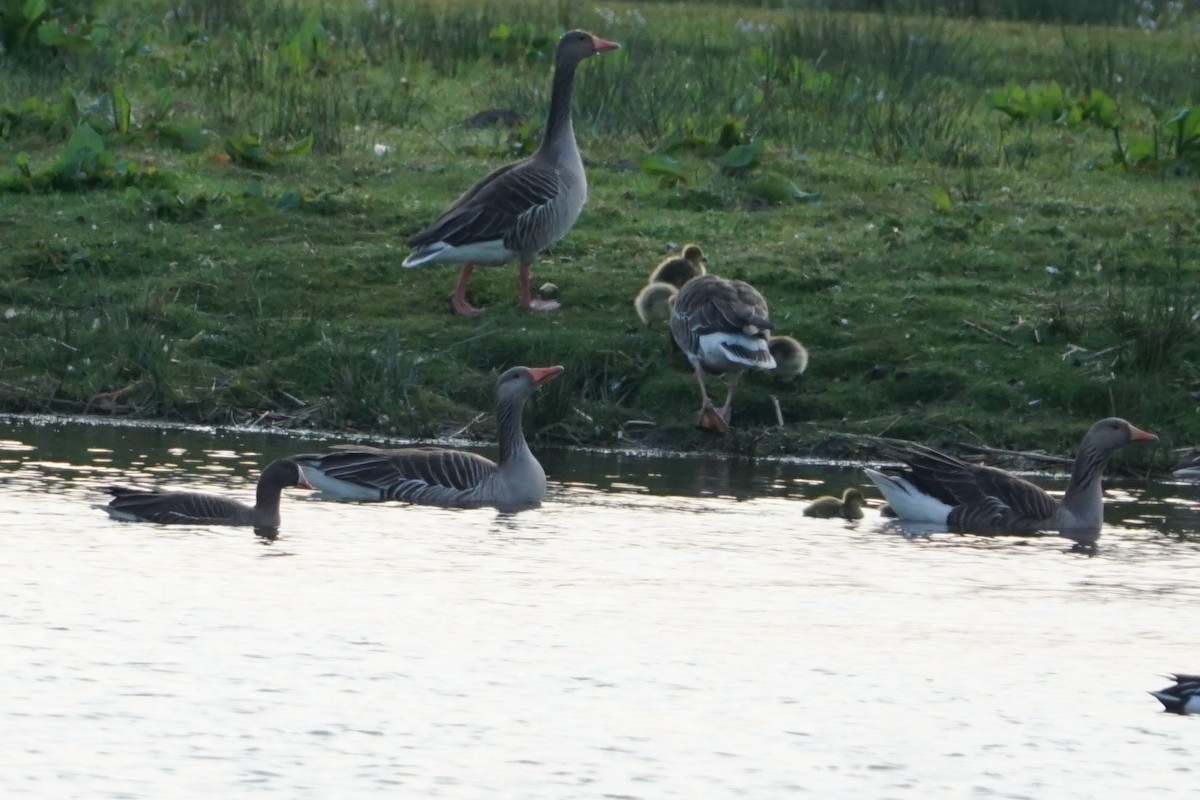 Lesser White-fronted Goose - ML439343351