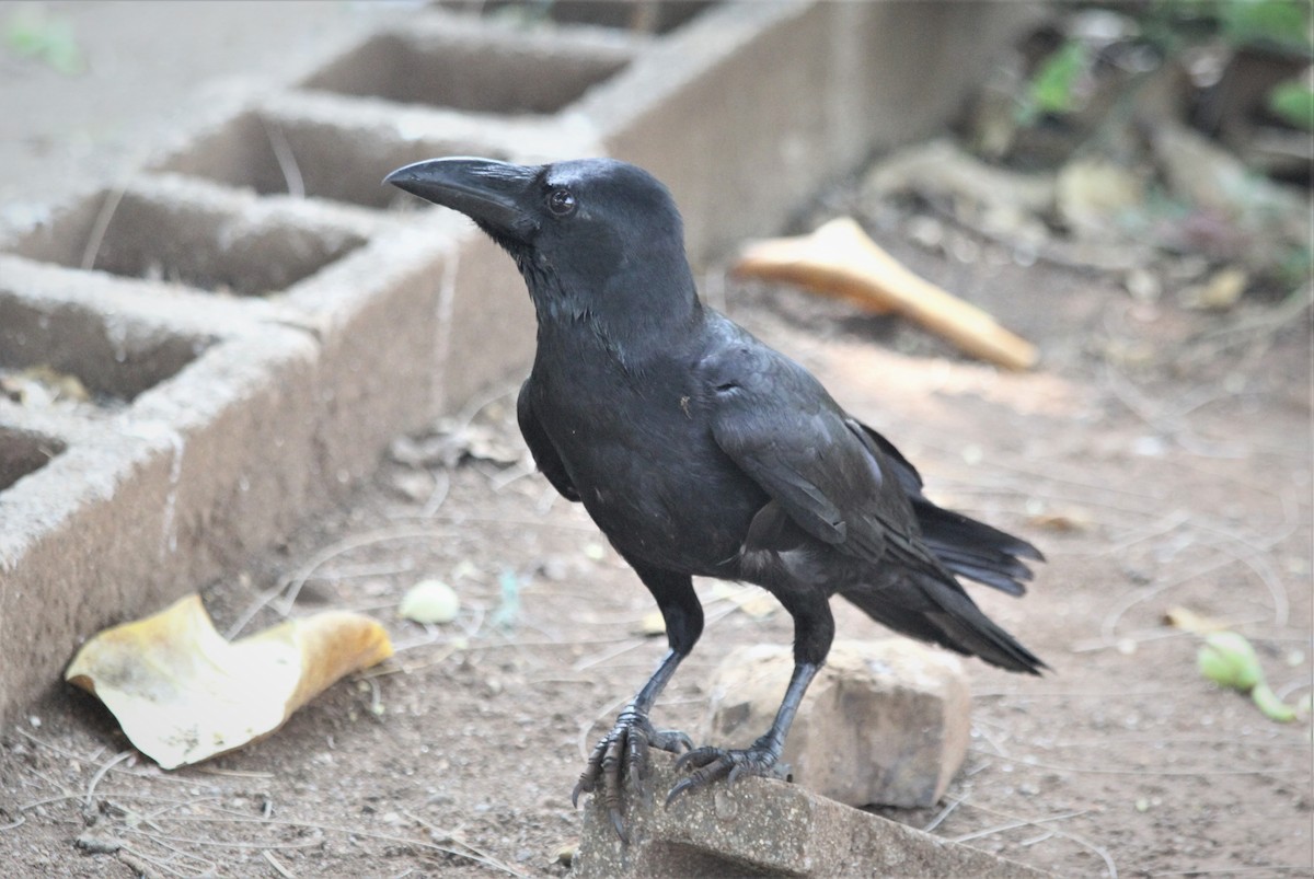 Large-billed Crow - Dhruba  Saikia