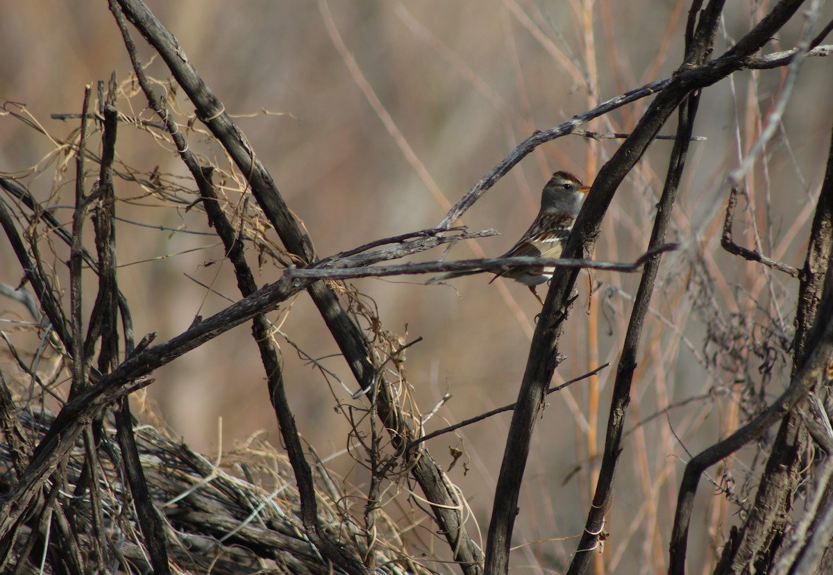 White-crowned Sparrow - ML43935001