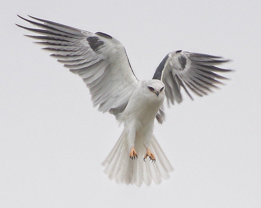 White-tailed Kite - Michael Rieser