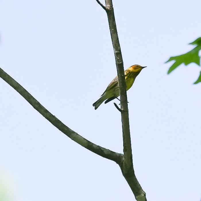 Cape May Warbler - ML439353451