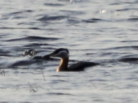 Red-necked Grebe - ML439354231