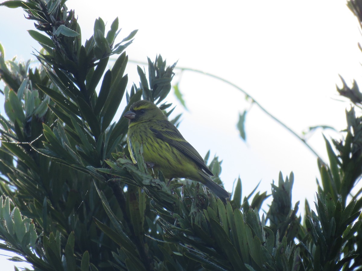 Forest Canary - ML43935591