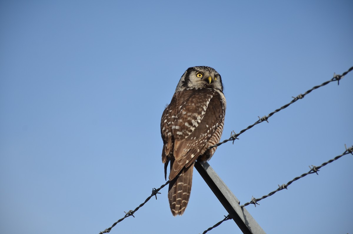 Northern Hawk Owl - ML43935791