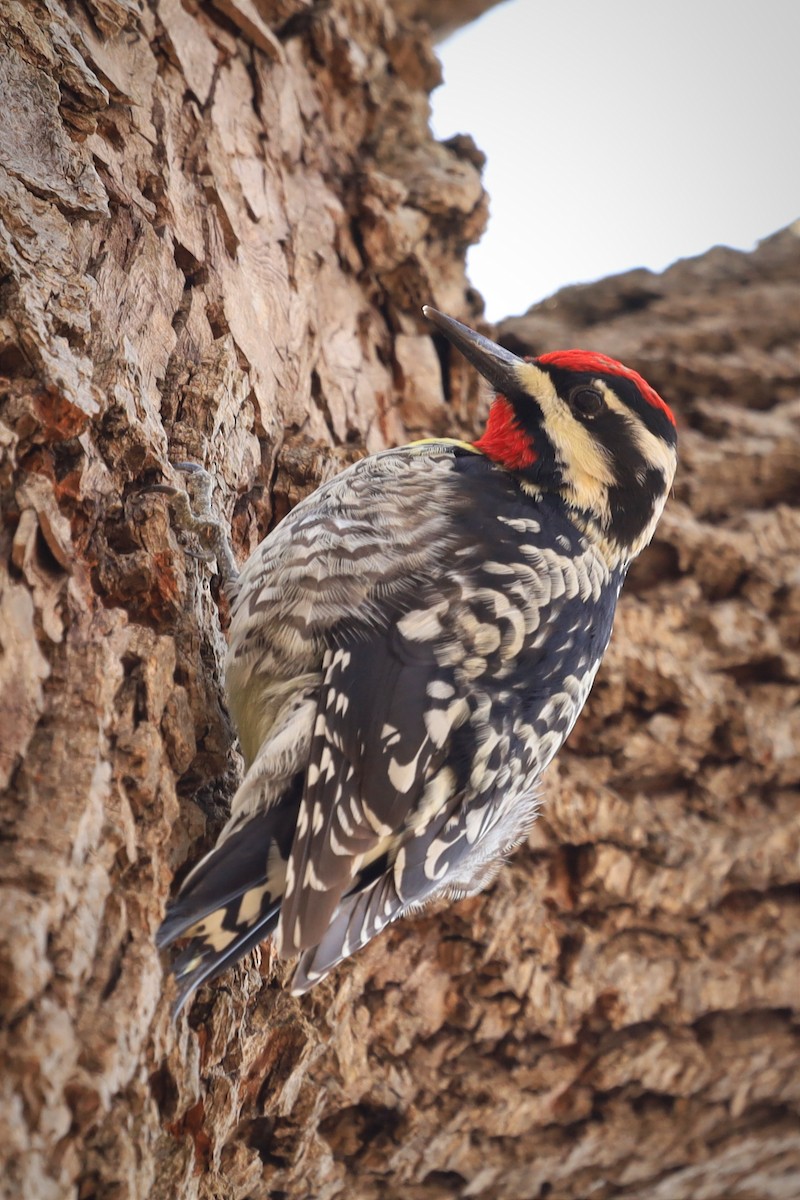 Yellow-bellied Sapsucker - Guillaume Hannes