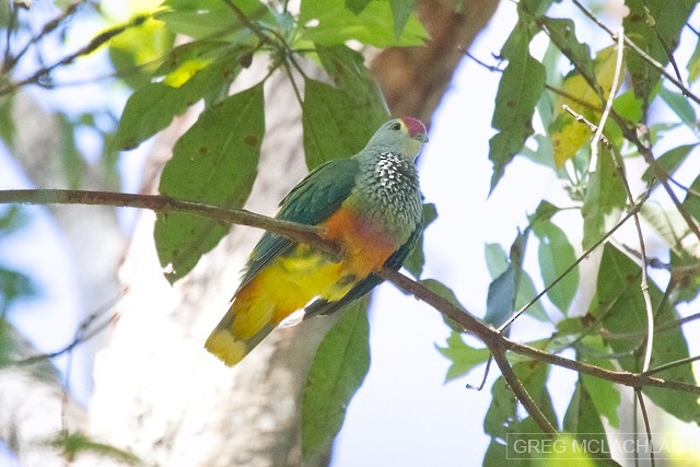 Rose-crowned Fruit-Dove - ML43936021