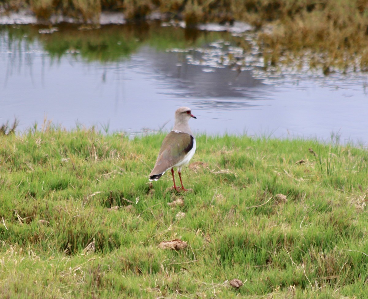 Andean Lapwing - ML439365571