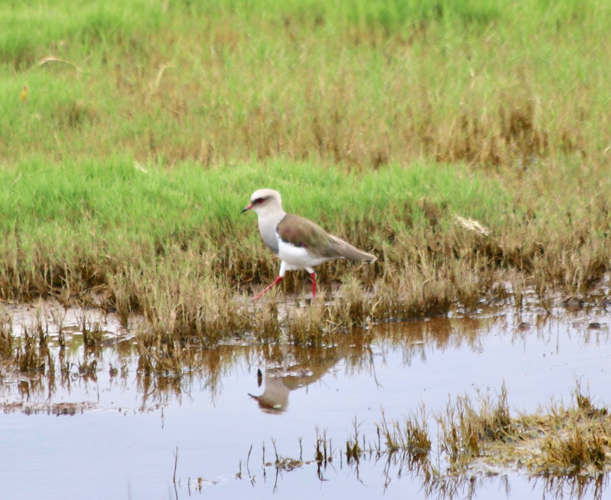 Andean Lapwing - ML439365661