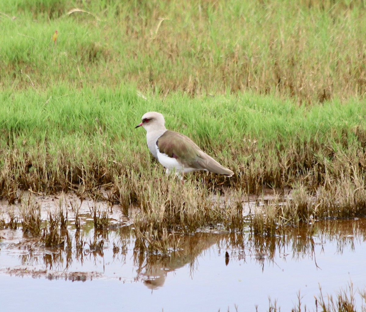 Andean Lapwing - ML439365681