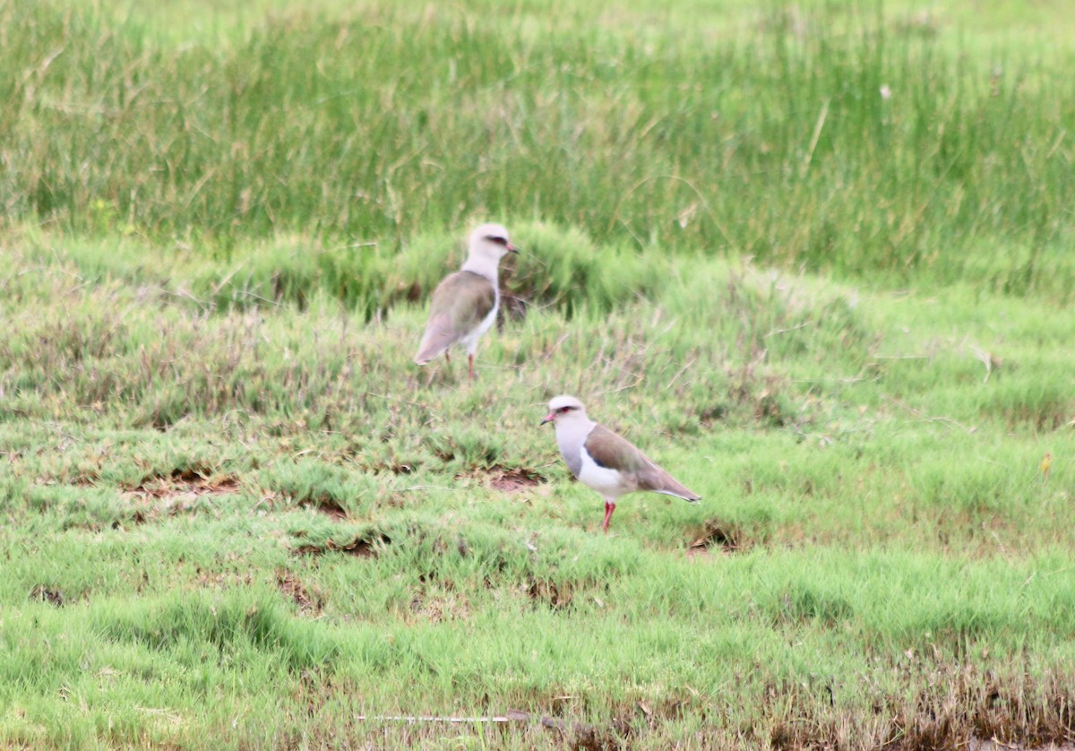 Andean Lapwing - ML439365751