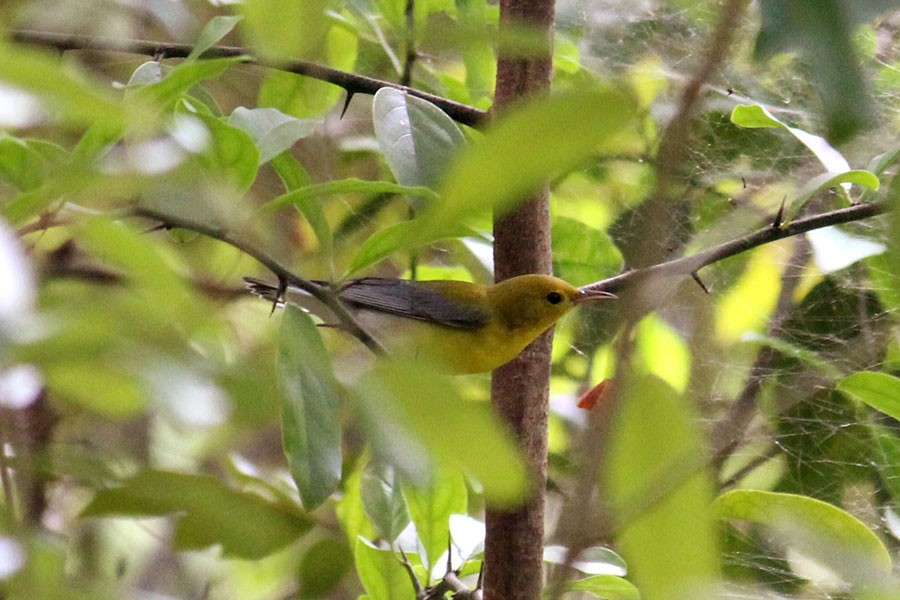 Prothonotary Warbler - ML43936801