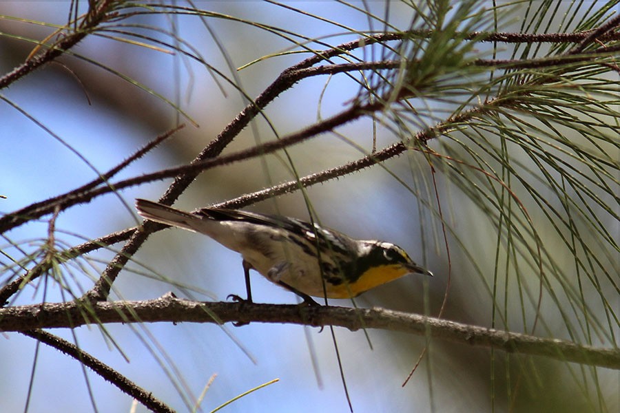 Yellow-throated Warbler - ML43936901