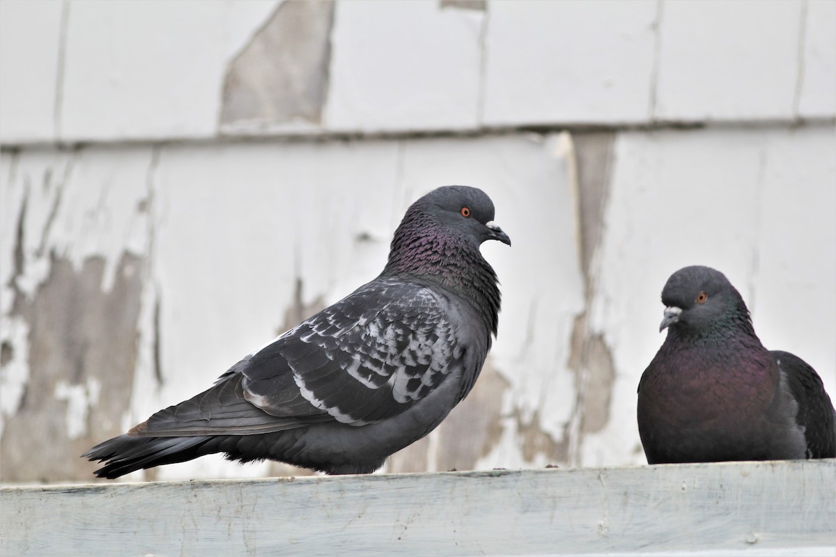 Rock Pigeon (Feral Pigeon) - Harold Forsyth