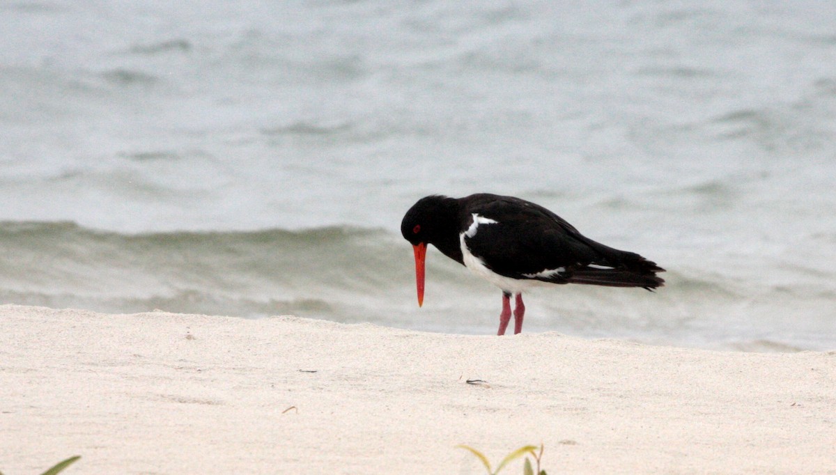 Pied Oystercatcher - Corey Callaghan