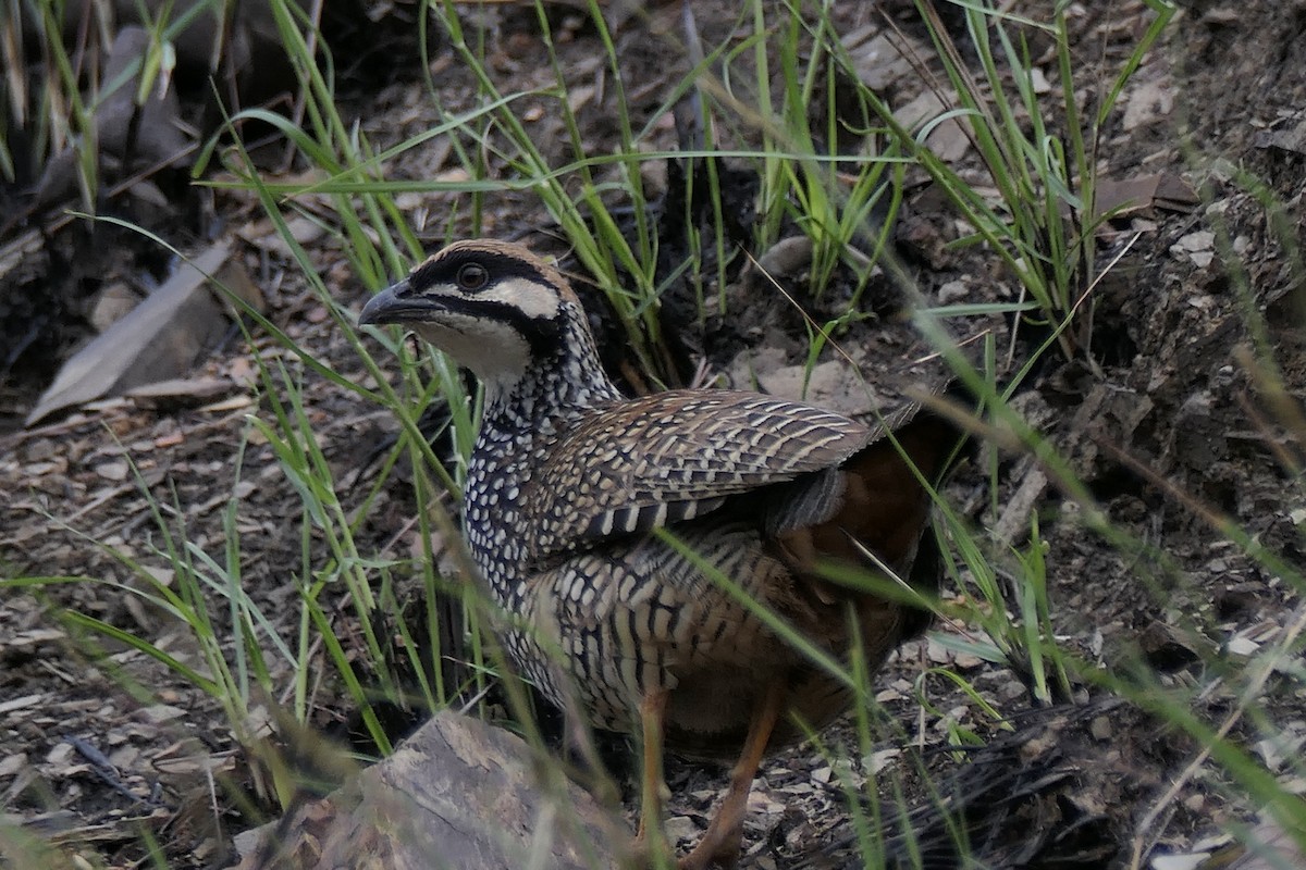 Chinese Francolin - ML439378011