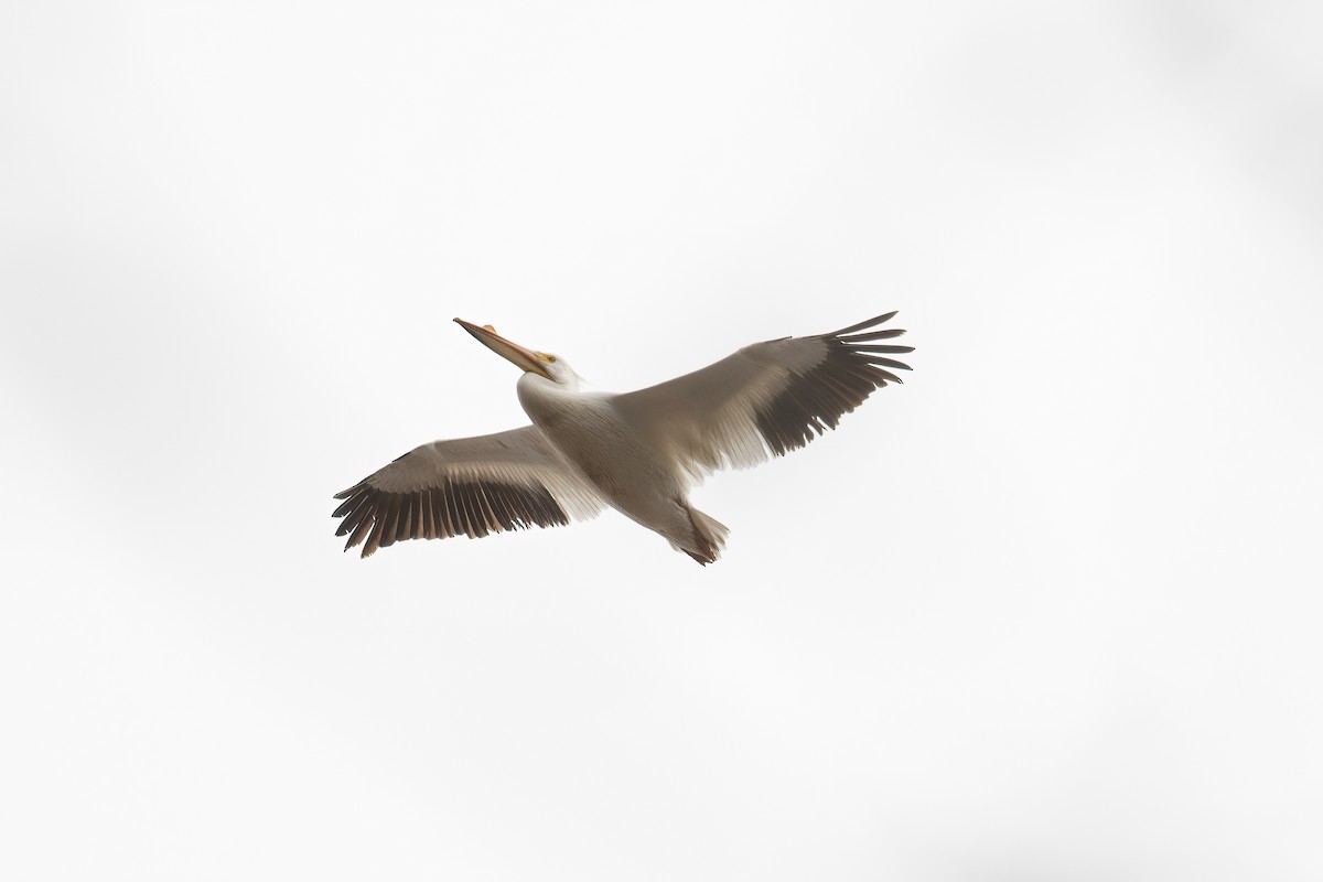 eBird Checklist 16 Apr 2022 Hebron Fish Hatchery and Wetlands 1