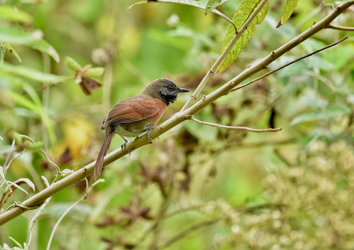 Rufous-breasted Spinetail - ML439381271