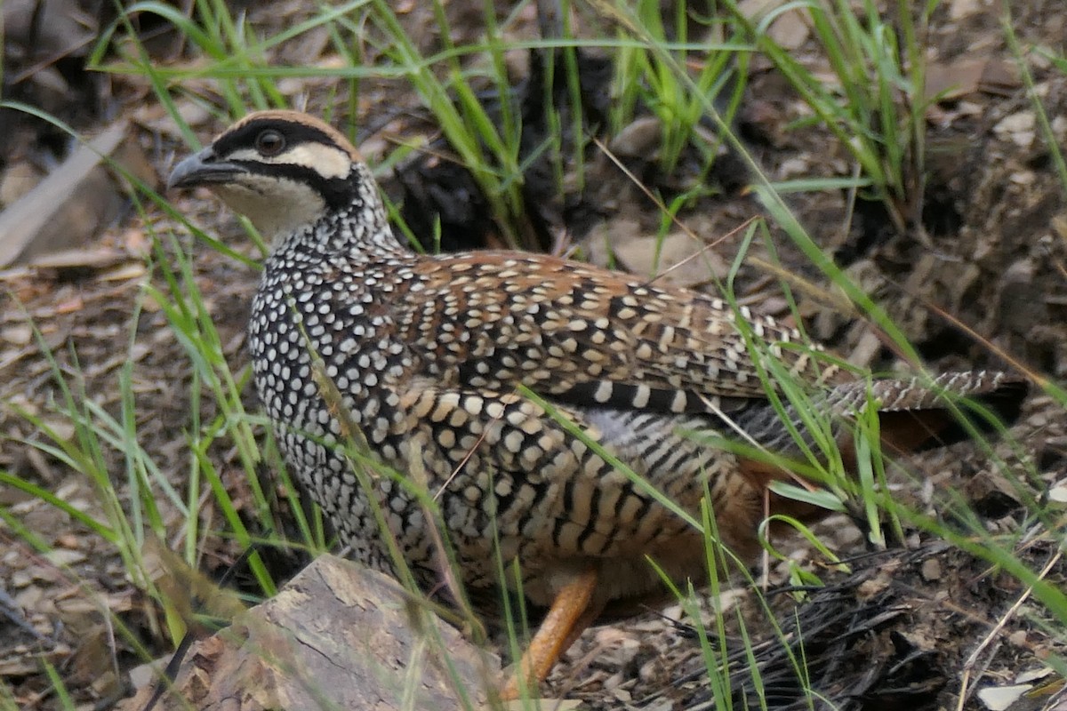 Chinese Francolin - ML439383191