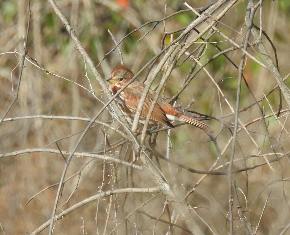 Fox Sparrow (Red) - deborah grimes
