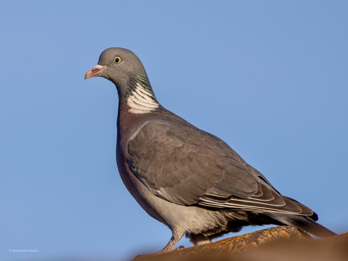 Common Wood-Pigeon - Antonio M Abella