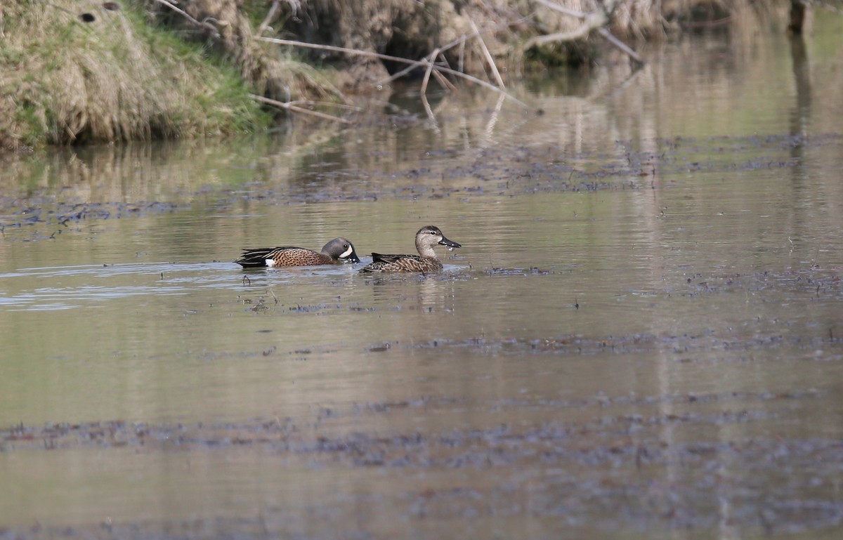 Blue-winged Teal - ML439389061
