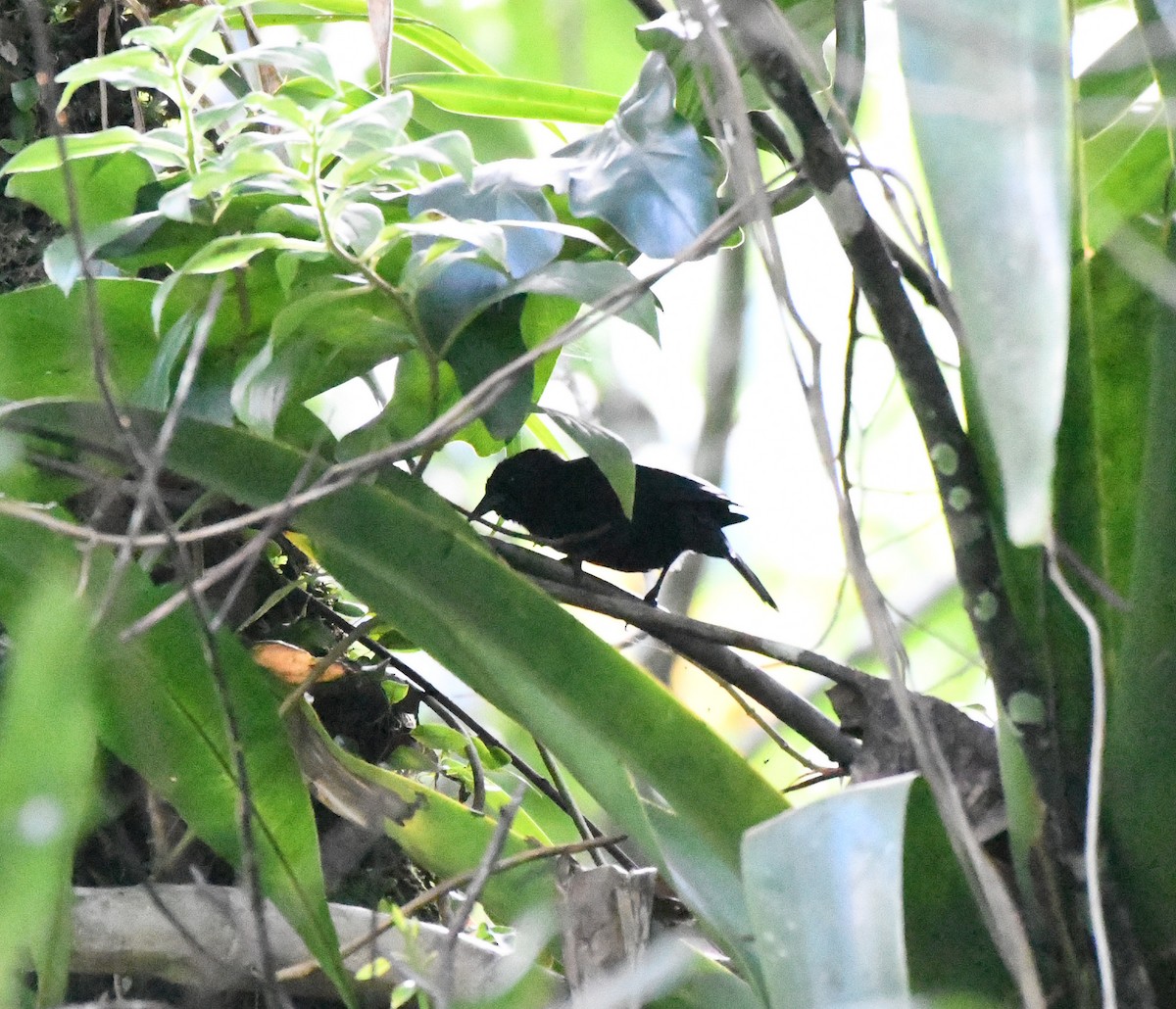 Jamaican Blackbird - ML43939221