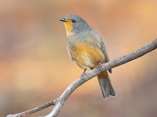  - Red-lored Whistler