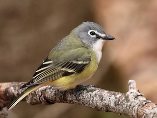  - Blue-headed Vireo