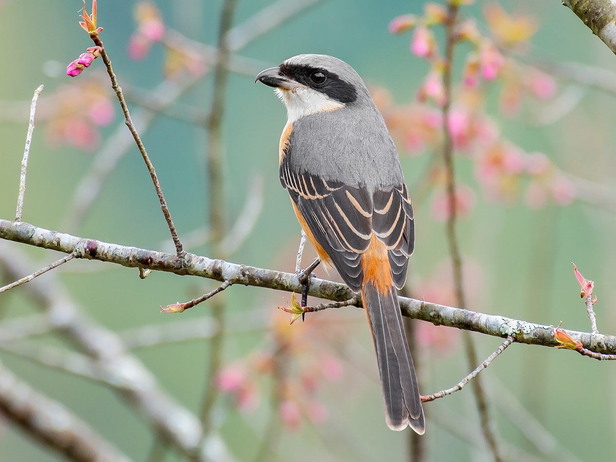 Gray-backed Shrike - Lanius tephronotus - Birds of the World