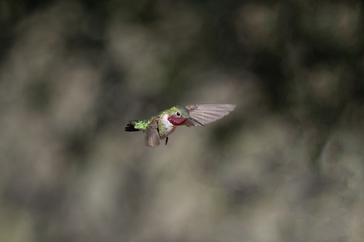 Broad-tailed Hummingbird - ML439399791