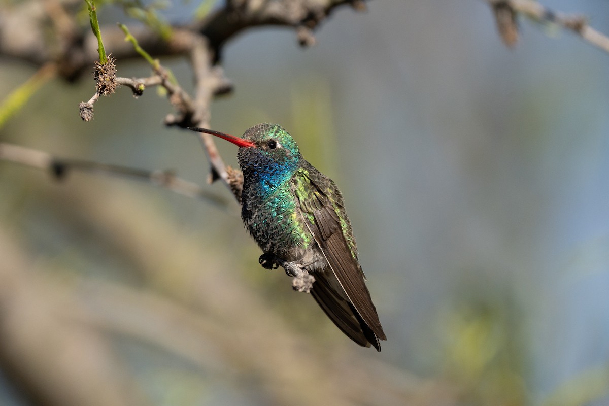 Broad-billed Hummingbird - ML439400281