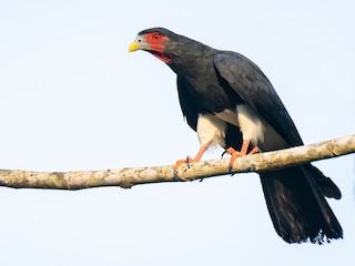  - Red-throated Caracara