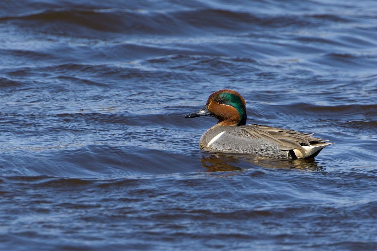 Green-winged Teal - ML439400921