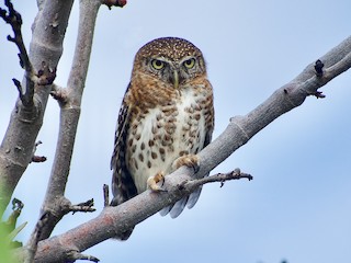  - Cuban Pygmy-Owl