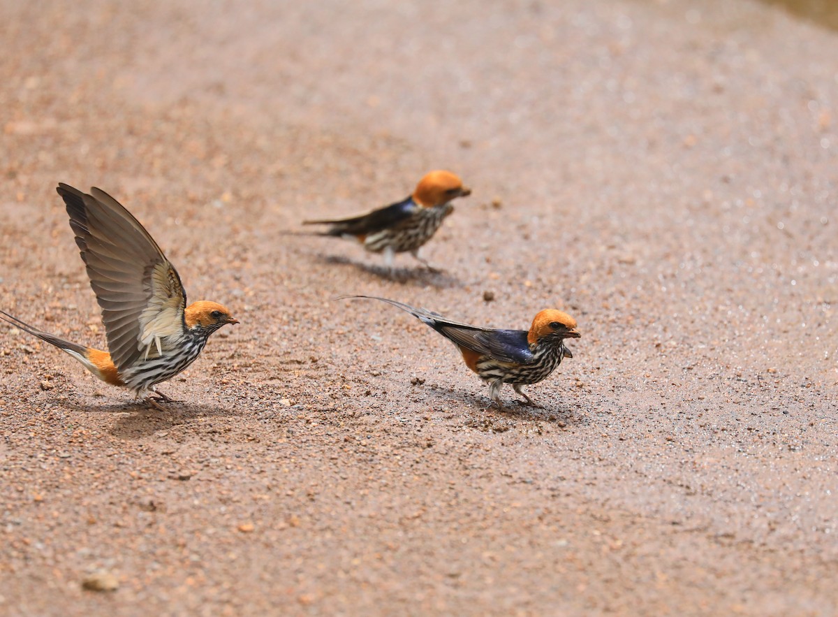 Lesser Striped Swallow - Anonymous