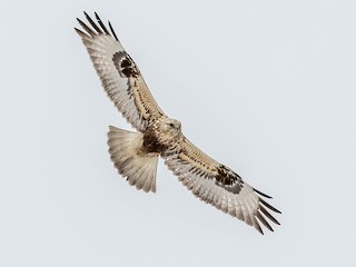 Rough-legged Hawk - Buteo lagopus - Birds of the World