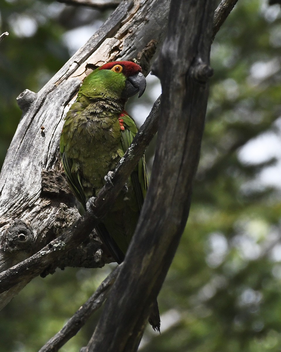 Thick-billed Parrot - David Krueper