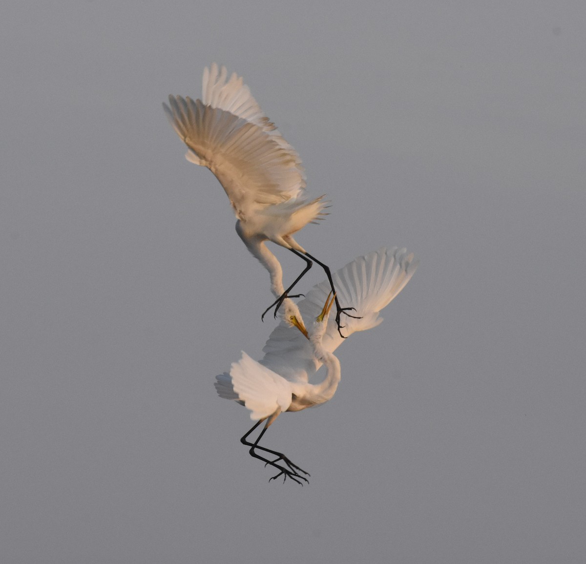 Great Egret - Saraju Dash