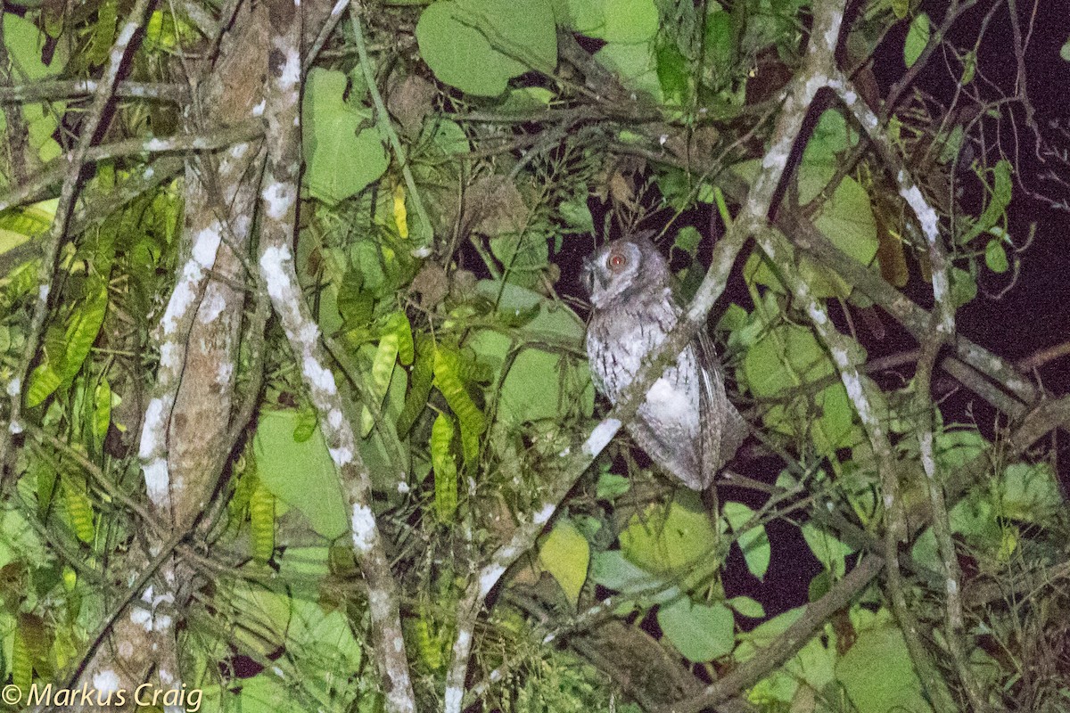 Moluccan Scops-Owl (Moluccan) - Markus Craig