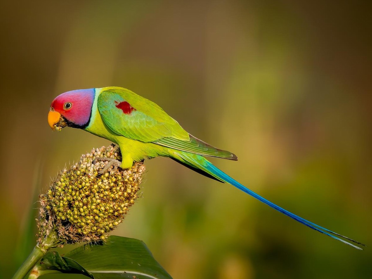 Plum-headed Parakeet - eBird