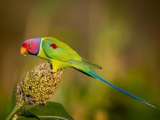 Red headed hot sale parakeet