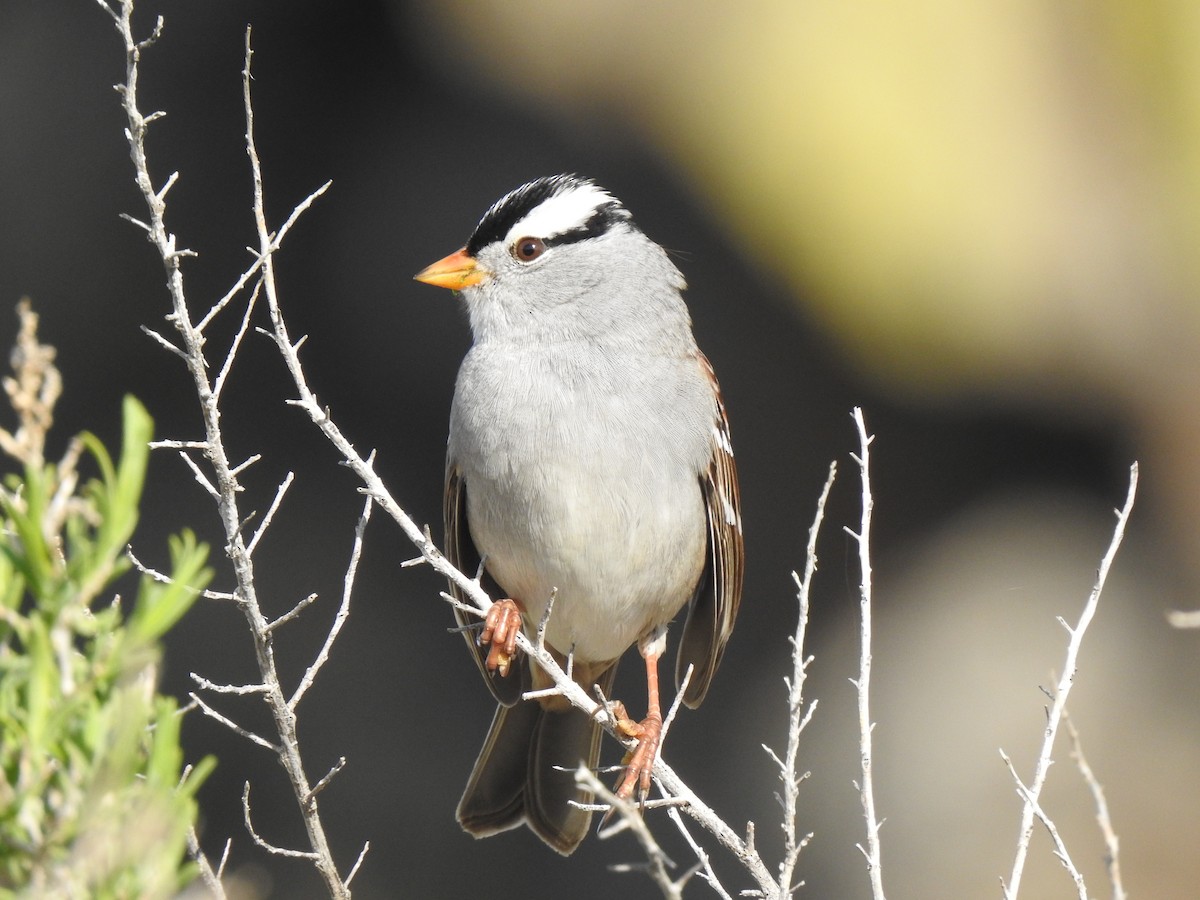 White-crowned Sparrow - ML439417261