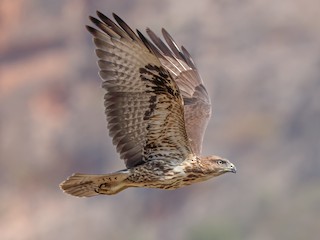 Socotra Buzzard - Buteo socotraensis - Birds of the World