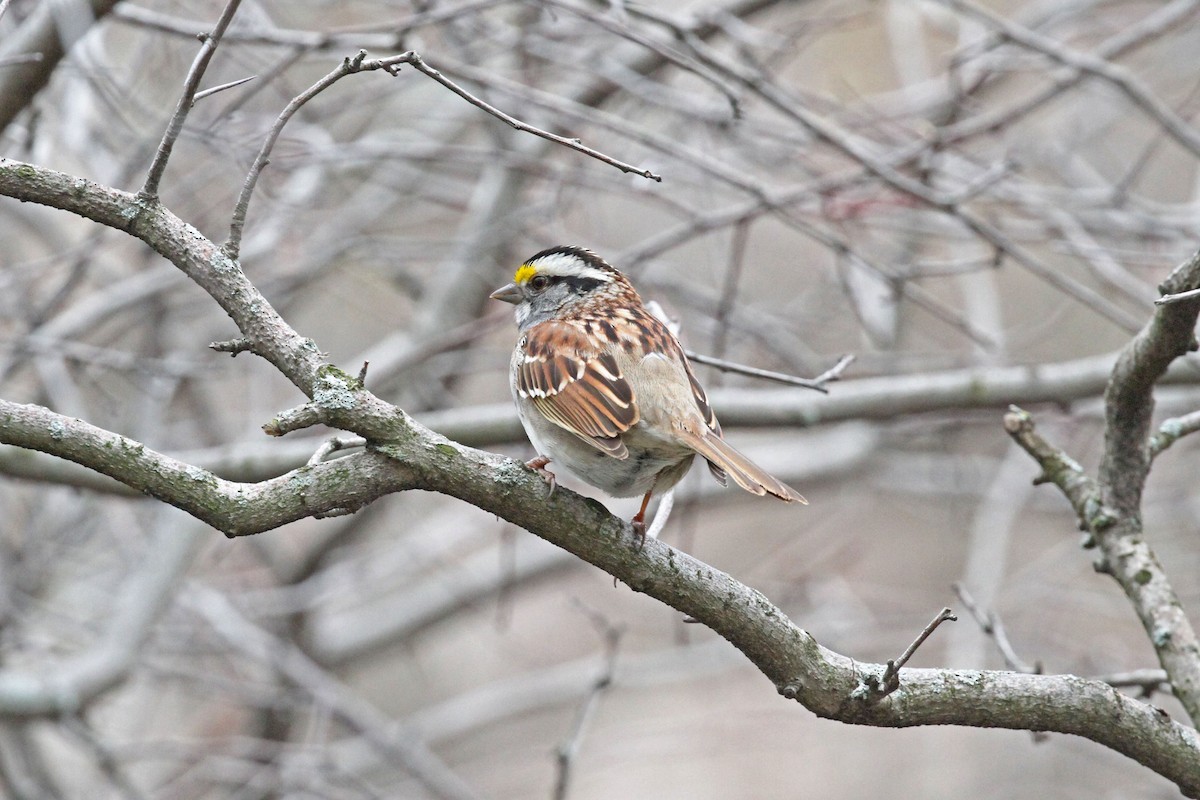 White-throated Sparrow - ML439420211